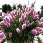 Purple  Rabbit's Tail Grass Seeds, 100 Seeds T1