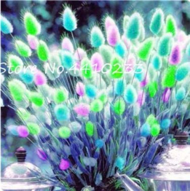 Purple  Rabbit's Tail Grass Seeds, 100 Seeds  T2
