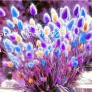 Purple  Rabbit's Tail Grass Seeds, 100 Seeds T3