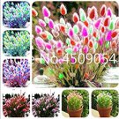 Purple  Rabbit's Tail Grass Seeds, 100 Seeds T4