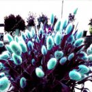 Purple  Rabbit's Tail Grass Seeds, 100 Seeds T6