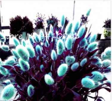 Purple  Rabbit's Tail Grass Seeds, 100 Seeds T6