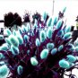 Purple  Rabbit's Tail Grass Seeds, 100 Seeds T6