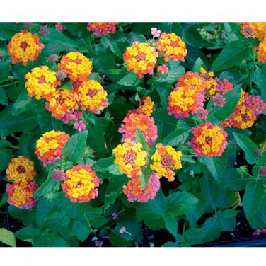 50 Seeds   Pack, Umbelanterna Orange-Red Big-Sage West Indian Lantana T1