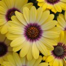 Blue-eyed Beauty' African Daisy Seeds Fantastic Annual Gerbera jamesonii Flowers 20 Seeds