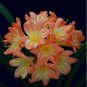 1PCS Medium Flower Real Bowl clivia pots  seeds (Color: 12)