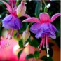 50 Pcs Fuchsia Lanterns Begonia Bell Pot Flower s  (Color: Mix)