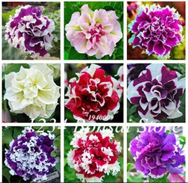 100 pcs Bag Mixed Color Flower Petunia  Exotic