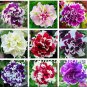 100 pcs Bag Mixed Color Flower Petunia  Exotic