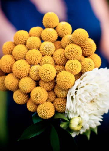 100 PCS Craspedia Globosa Seeds Yellow Drumstick Perennial Billy Buttons