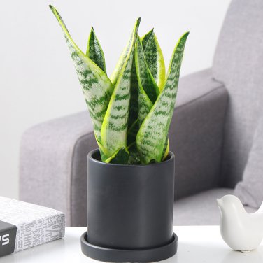100 PCS Colorful Sansevieria Seeds   Balcony Indoor s