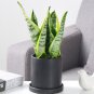 100 PCS Colorful Sansevieria Seeds   Balcony Indoor s
