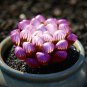 10 Seeds Haworthia Seeds