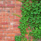 50 PCS Green Boston Ivy Seeds Evergreen Climbing s