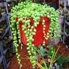 Gardem Beads Senecio Rowleyanus  Pearl Chlorophytum Succulent 100 PCS