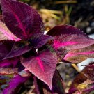 100 PCS  s Garden  s Red Shiso Frutescens Purple Perilla as, Perilla frutescens Flores