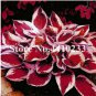 150 Pcs Beautiful Hosta , Perennials Lily Flower Shade Hosta Flower Grass  J