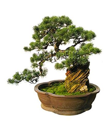 Black Pine Tree   Landscape Japanese Five Needle Pine  Miniascape Pinus Thun 50 garden