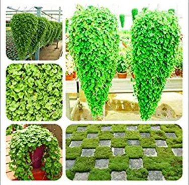 Dichondra  Emerald Falls Multi Leafed Grass  Green Perennial  Dichondra Repens  100 Pcs Bag