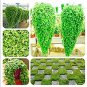 Dichondra  Emerald Falls Multi Leafed Grass  Green Perennial  Dichondra Repens  100 Pcs Bag
