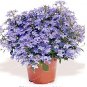 100% True Lobelia   Indoor Flower in  Chlorophytum Flower  for Perennial 100 Pcs Bag