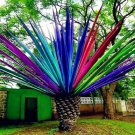10 Pcs Rainbow Japanese Bottle Palm  Tree Exotic s Tropical