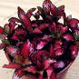 Fittonia verschaffeltii  Mini Easy ing Balcony Flower 100 pcs COLOR 6