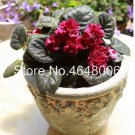 100 Pcs Mini Violet Beautiful  Flower