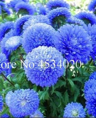 100 pcs  Aster , Strong Ability to reproduce,   for and Courtyard in Flower