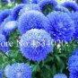 100 pcs  Aster , Strong Ability to reproduce,   for and Courtyard in Flower