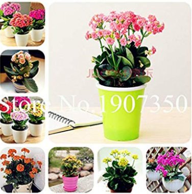 100 Pcs Kalanchoe  Longevity Flowering Seasons Flowering