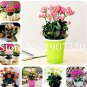 100 Pcs Kalanchoe  Longevity Flowering Seasons Flowering