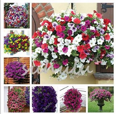 200 Pcs Many Color Hanging Petunia