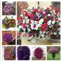 200 Pcs Many Color Hanging Petunia