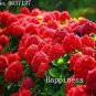 50 Pcs Hydrangea  Paniculata Vanilla Fraise,Hydrangea  Flowe