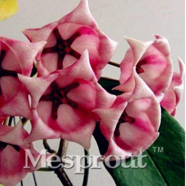 Flower  Hoya Kerrii  (December Orchid) Family  Garden Supplies 100 PCS   Bag