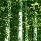 50 pcs Easy Grow Fresh Giant Moso Bamboo s for   Best Organic