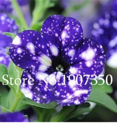 100 Pcs Funny Climbing s for ing ing Petunia