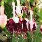 Purple Double Petals Fuchsia   Flower   s Hanging Fuchsia Flowers 100 Pcs/Bag
