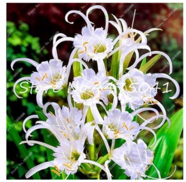 New  Spider Lily   Lilium Brownii Flower Fragrance Ornamental s Can Purify The Air  Pot  100 Pcs