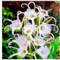 New  Spider Lily   Lilium Brownii Flower Fragrance Ornamental s Can Purify The Air  Pot  100 Pcs