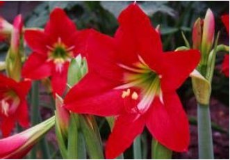 Hippeastrum Bulbs  Amaryllis Barbados Lily  Lily   Balcony Flower 100 pcs