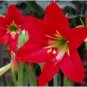 Hippeastrum Bulbs  Amaryllis Barbados Lily  Lily   Balcony Flower 100 pcs