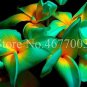 100 pcS Japanese Exotic Plumeria Flower SEEDS