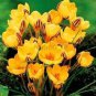 20 pcs Many Varieties Saffron Flores Saffron Flower as Saffron Crocus e   for