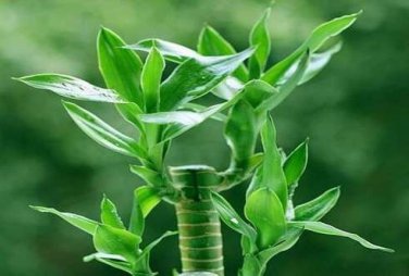 20 pcs Lucky Bamboo