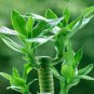 20 pcs Lucky Bamboo