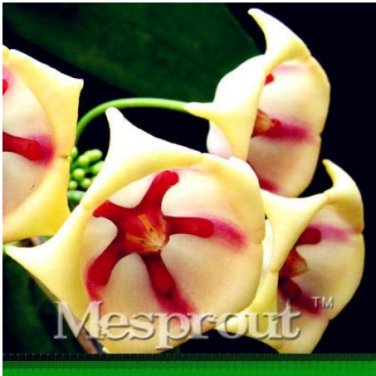 Flower  Hoya Kerrii  (December Orchid) Family  Garden Supplies 100PCS