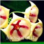 Flower  Hoya Kerrii  (December Orchid) Family  Garden Supplies 100PCS