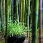 20 PCS Perennial Bamboo  Fresh Giant Mixed Moso Bambu